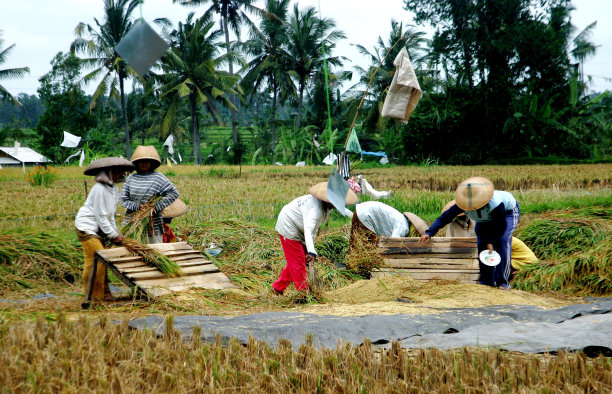 在巴厘岛，妇女们正在把大米从壳中分离出来图片下载