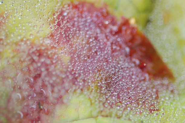 蜘蛛网图片下载