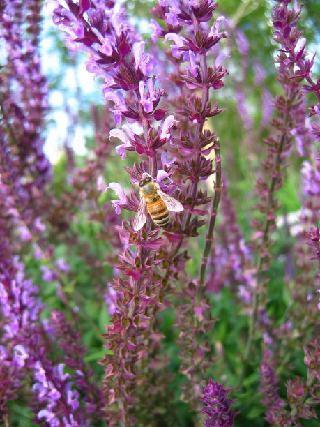 紫色花朵上的蜜蜂图片下载