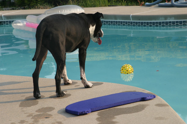 狗把球丢在池子里了图片下载