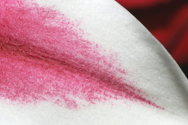 看星星的百合花瓣图片下载