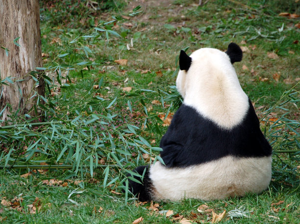 反社会的熊猫图片下载