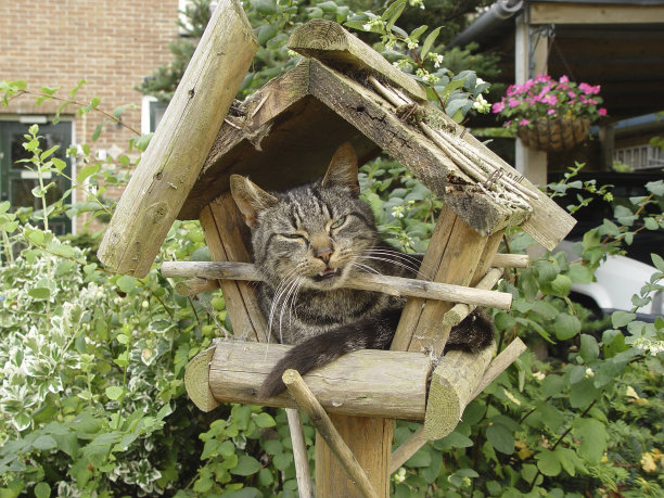 鸟屋里的猫图片下载
