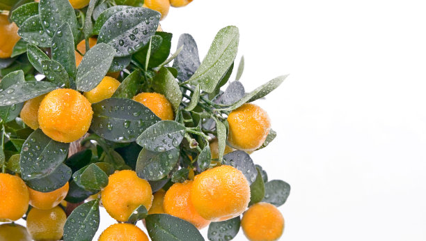 带露珠的菖蒲图片下载