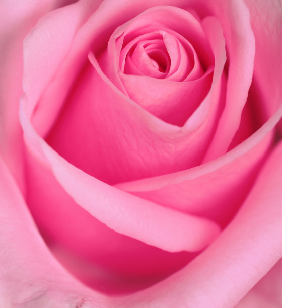 玫瑰系列图片下载