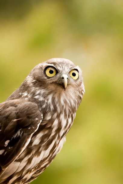 叫猫头鹰素材图片