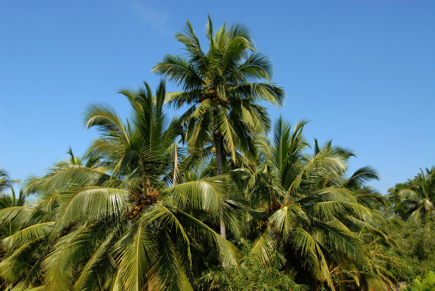 蓝天下棕榈树的俯视图图片下载