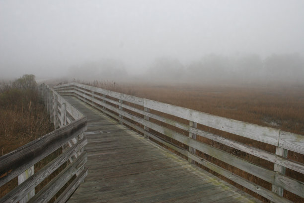 沼泽地上的木板路图片下载