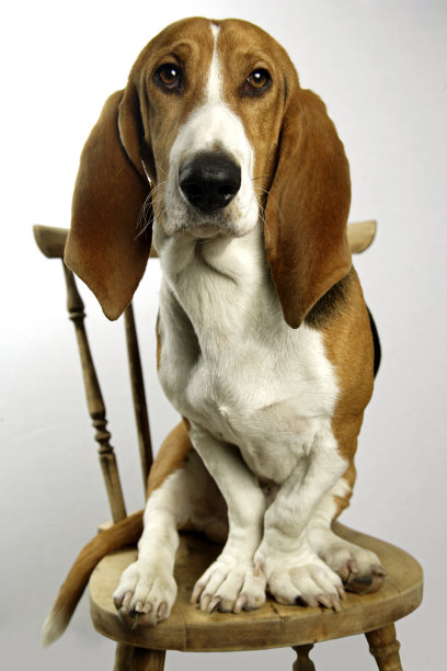 巴塞特图片下载