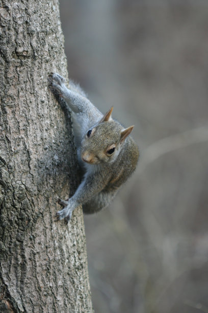 的飞跃图片下载