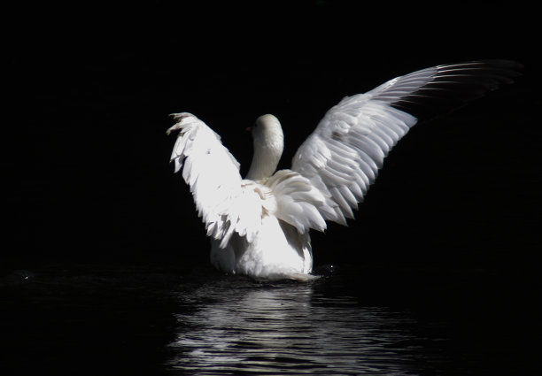 鸟在湖图片下载