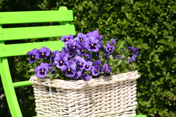 白色的篮子，上面有蓝色的紫罗兰图片下载