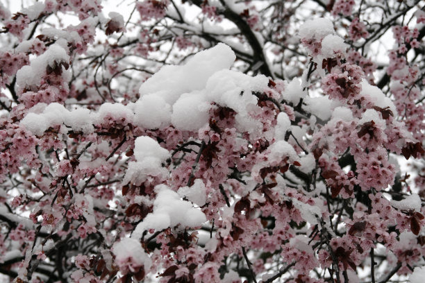 雪花落在开花的树上图片下载