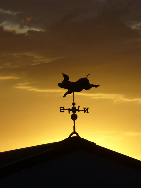 夕阳下的小猪。图片下载