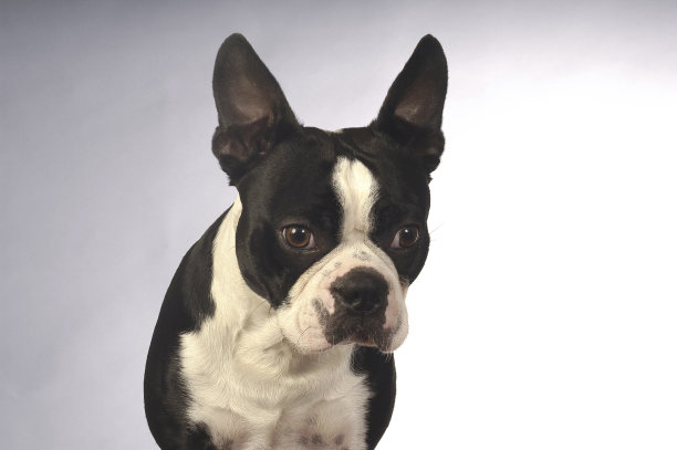 波士顿梗犬图片下载