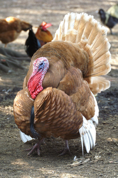 昂首阔步的土耳其图片下载