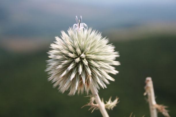 干燥的花图片下载