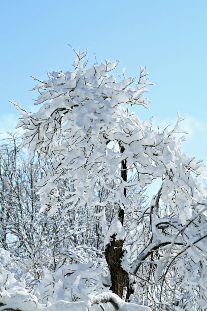 雪覆盖的树图片下载