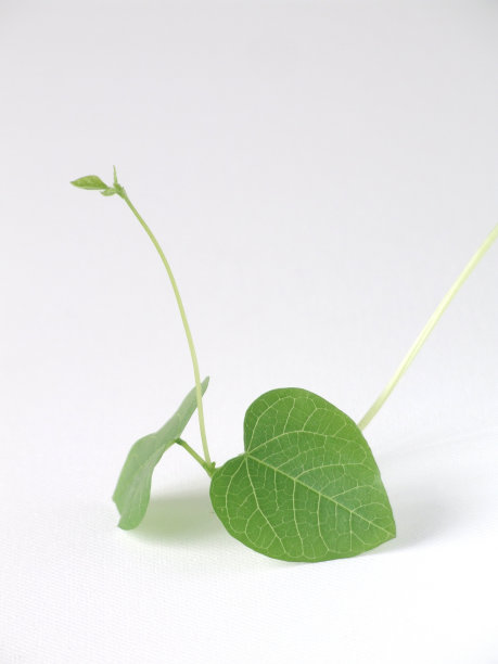 幼苗的天鹅图片下载