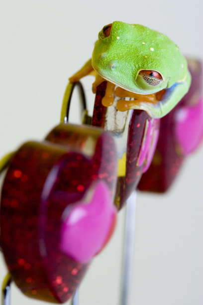 红眼树蛙2号图片下载