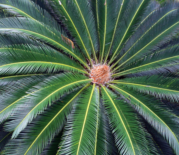 巴西棕榈树图片下载