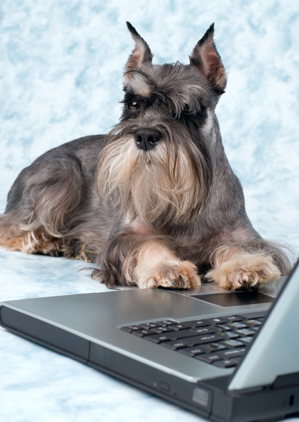 这只狗了图片下载