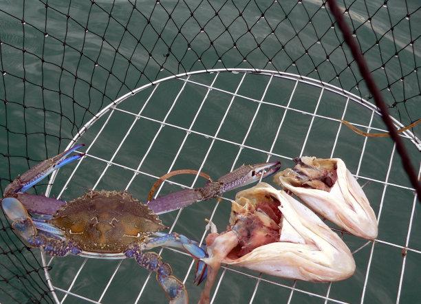 蓝蟹(远洋梭子蟹)图片下载