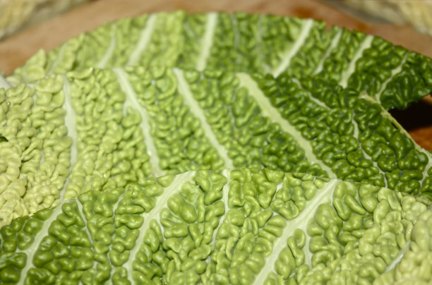 皱叶甘蓝图片下载