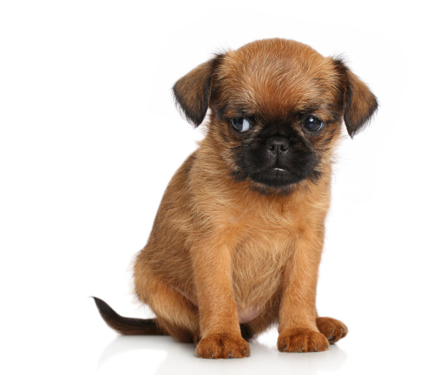 兀鹫的小狗图片下载