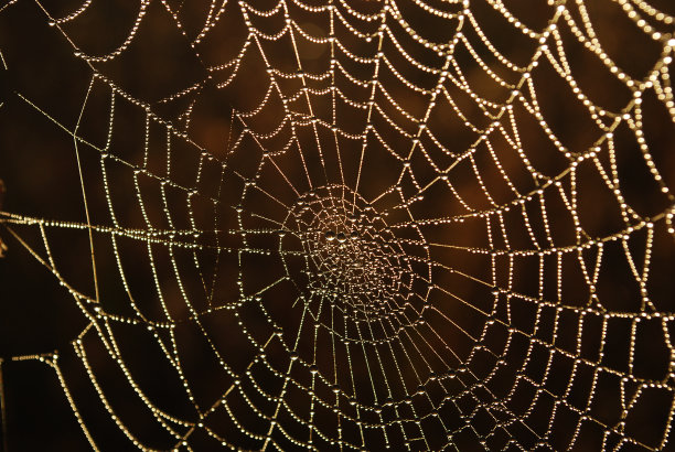 带露珠的蜘蛛网图片下载