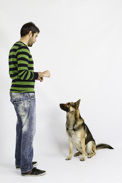 训练狗图片下载