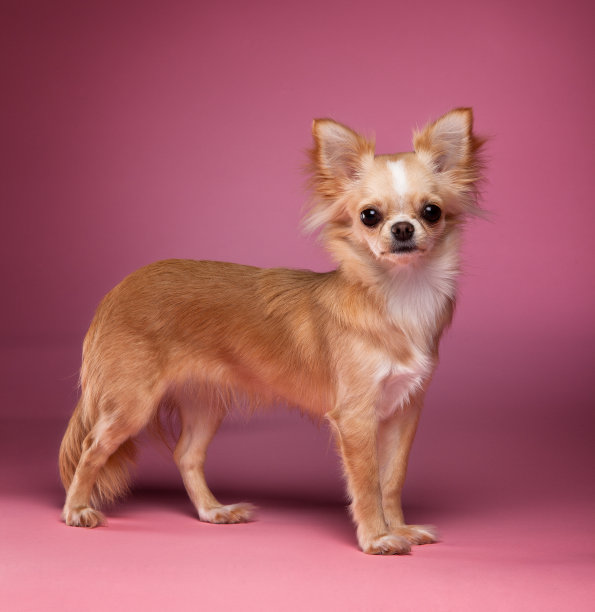 吉娃娃狗图片下载