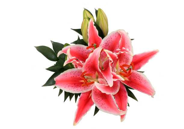 分离的东方百合白色图片下载