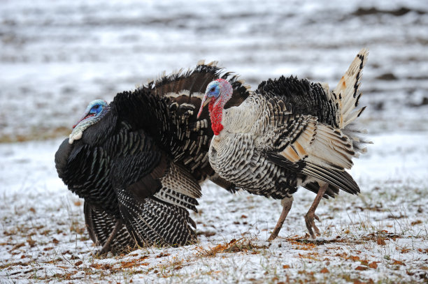 妄自尊大的人图片下载