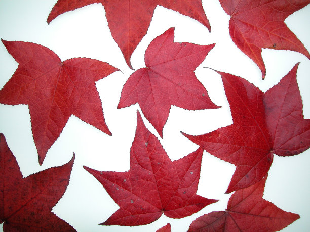 枫香秋叶红色，白色背景图片下载