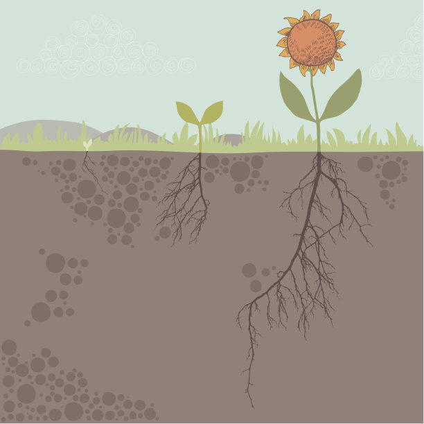 图解的一朵花和它的根图片下载