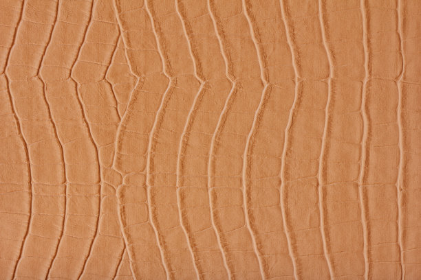 棕色鳄鱼腹部皮肤纹理图片下载