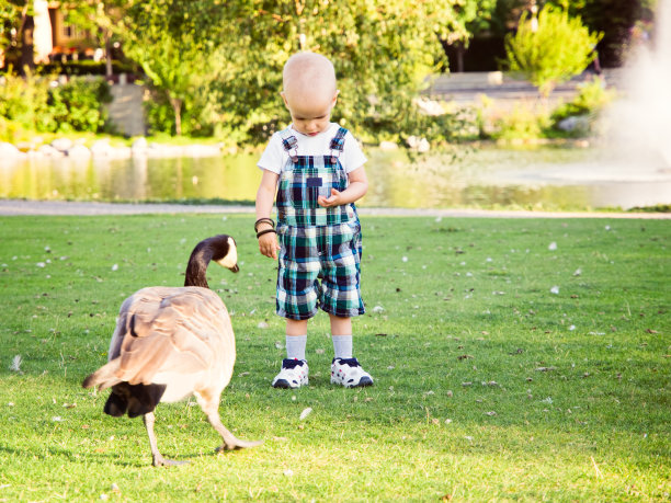 蹒跚学步的小男孩和鹅在当地公园里图片下载