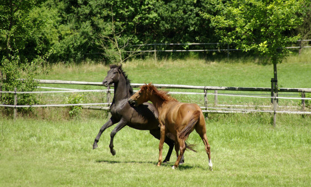 奔跑的马图片下载