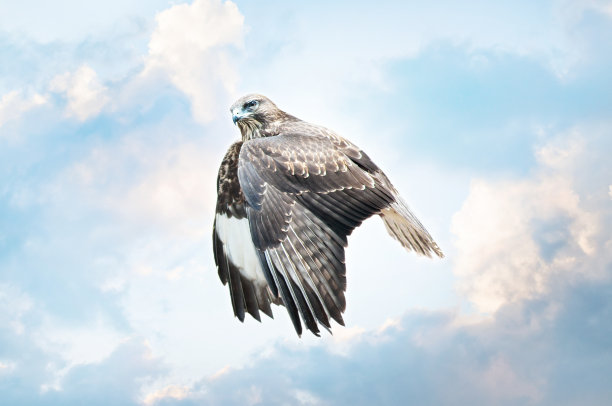 蓝天上的猎鹰图片下载