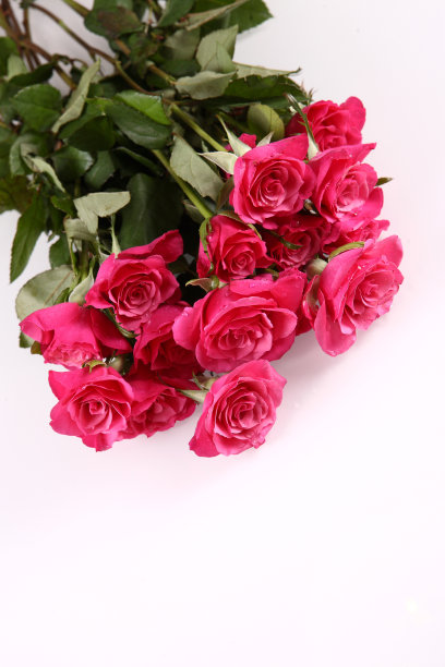 粉色的玫瑰图片下载