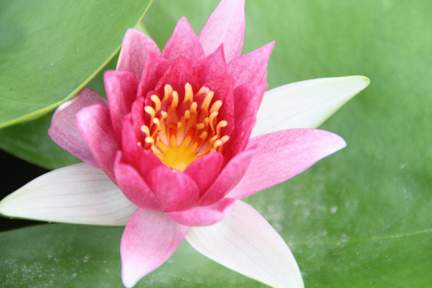 莲花叶上图片下载