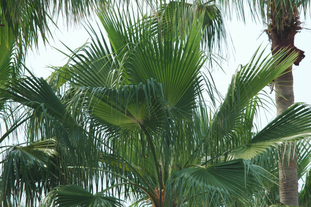 棕榈树图片下载