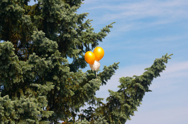 气球挂在冷杉树上图片下载