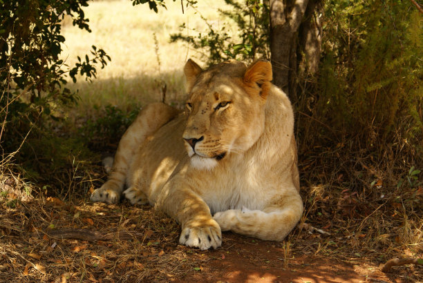 阴凉处的母狮图片下载