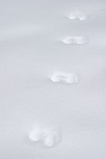 雪地上的足迹图片下载