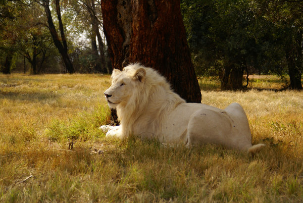 白狮子坐在树下图片下载