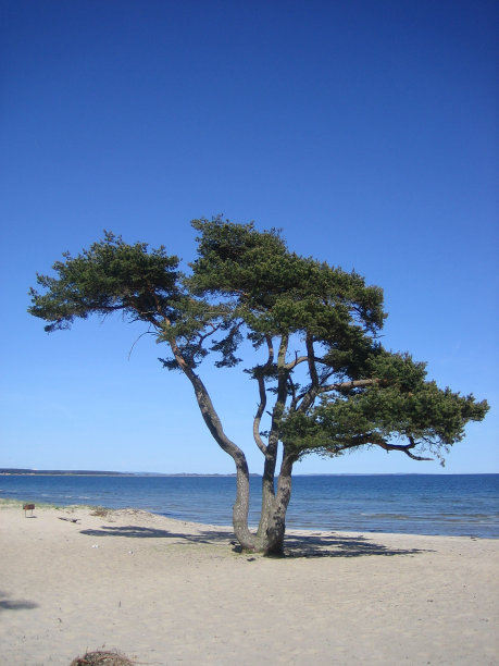 海边的树图片下载