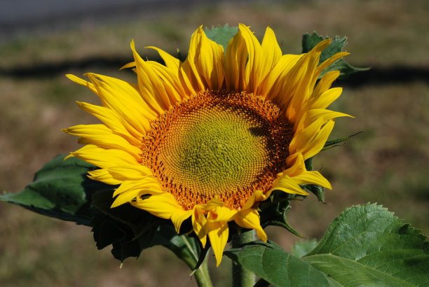 向日葵在《暮光之城》图片下载