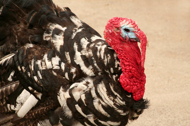 狼吞虎咽图片下载